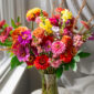 close up of zinnia flowers