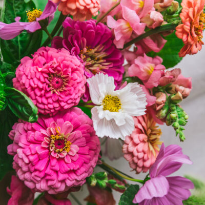 picked zinnia flowers in vase